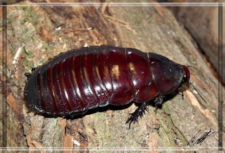 Rhinoceros Cockroach, Macropanesthia rhinoceros