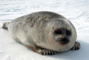 Ringed Seal, Pusa hispida