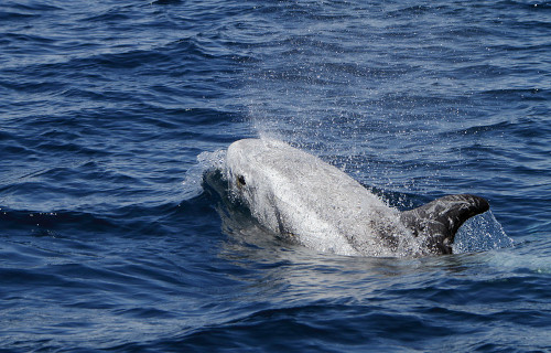 Risso's Dolphin, Grampus griseus
