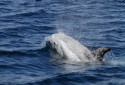 Risso's Dolphin, Grampus griseus