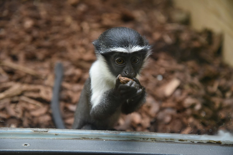 Roloway Monkey, Cercopithecus roloway