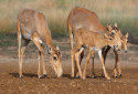 Saiga Antelope, Saiga tatarica