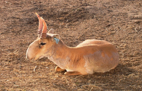 Saiga Antelope, Saiga tatarica