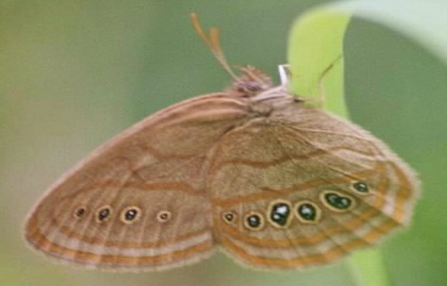  Earth's 7 Rarest Butterflies