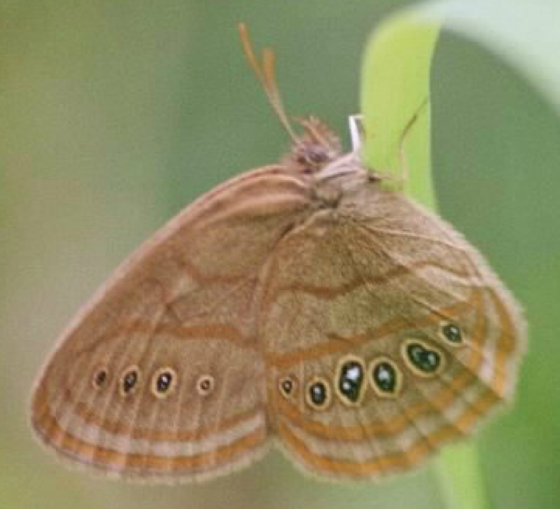 Saint Francis' Satyr Butterfly, Neonympha mitchellii francisci