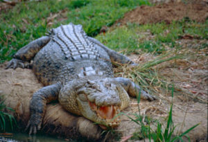Saltwater Crocodile, Crocodylus porosus