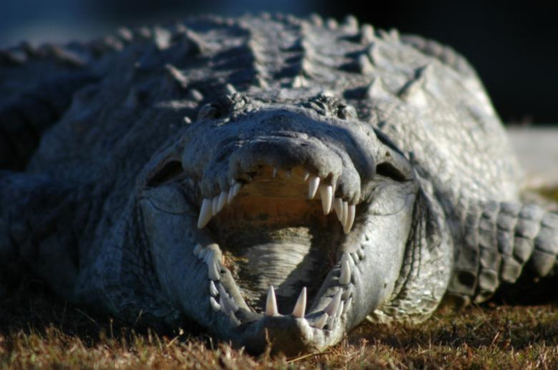 Saltwater Crocodile, Crocodylus porosus