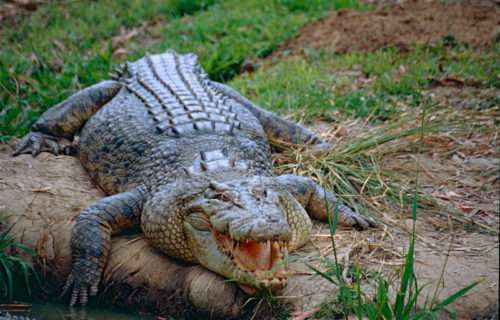 4 Remarkable Reptiles of Thailand