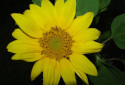 Schweinitz Sunflower, Helianthus schweinitzii