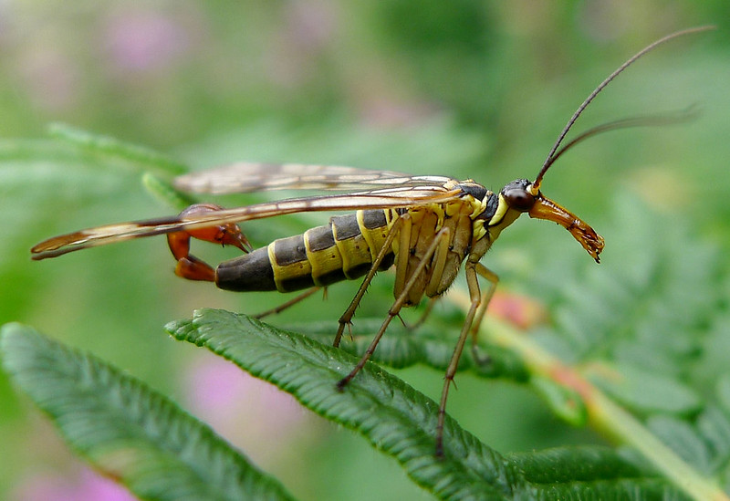 Scorpionfly, Mecoptera