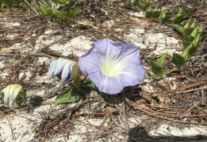 Scrub Morning Glory, Bonamia grandiflora