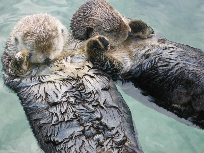 https://www.ourbreathingplanet.com/wp-content/uploads/2021/08/Sea-Otter-3.jpg