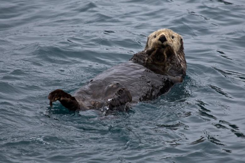 Sea Otter, Enhydra lutris