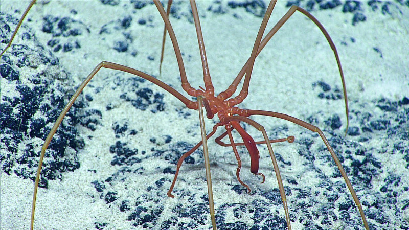 Sea Spider, Pantopoda