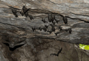 Seychelles Sheath Tailed Bat, Coleura seychellensis