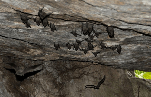 4 Beguiling Bats