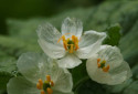 Skeleton Flower, Diphylleia grayi