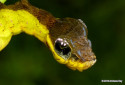 Snake Caterpillar, Hemeroplanes triptolemus