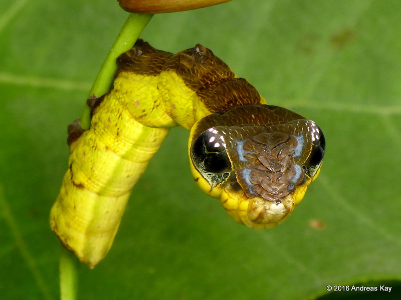Snake Caterpillar, Hemeroplanes triptolemus