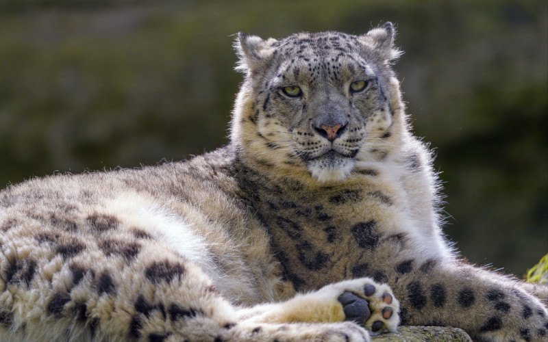 Snow Leopard, Panthera uncia
