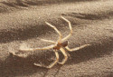 Somersaulting Spider, Cebrennus rechenbergi