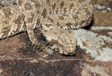 Spider Tailed Viper, Pseudocerastes urarachnoides