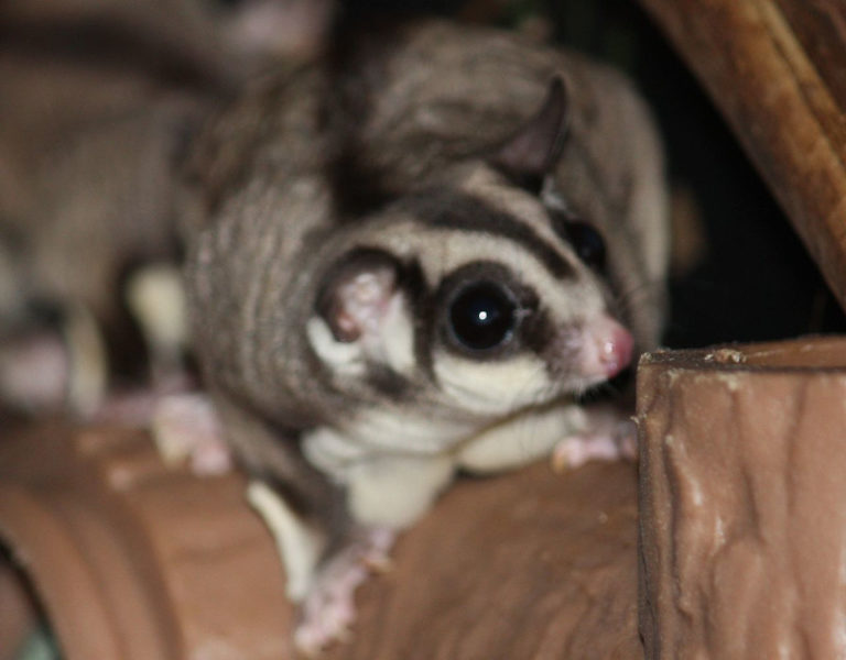Sugar Glider l Amazing Marsupial Our Breathing