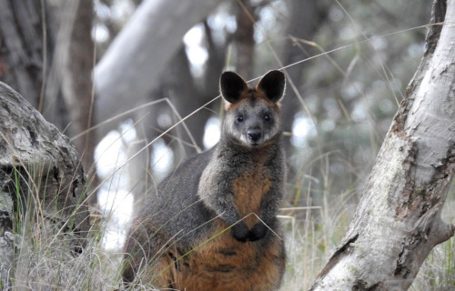 7 Amazing Australian Species