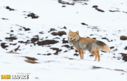 Tibetan Sand Fox, Vulpes ferrilata