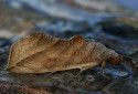 Vampire Moth, Calyptra orthograpta