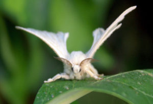 Venezuelan Poodle Moth