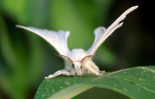 3 Surprising South American Moths