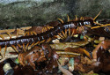 Vietnamese Centipede, Scolopendra subspinipes