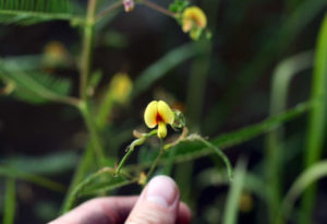 Virginia Jointvetch, Aeschymonene virginica