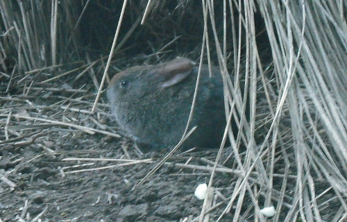 Volcano Rabbit, Romerolagus diazi