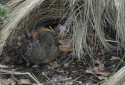 Volcano Rabbit, Romerolagus diazi