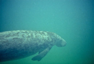 West Indian Manatee, Trichechus manatus