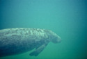 West Indian Manatee, Trichechus manatus