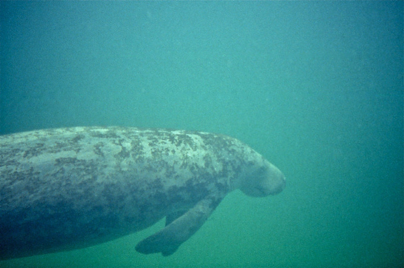 West Indian Manatee, Trichechus manatus
