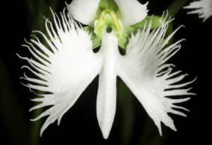 White Egret Orchid, Pecteilis radiata