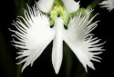 White Egret Orchid, Pecteilis radiata