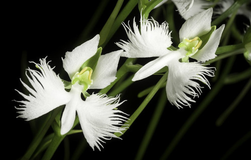White Egret Orchid, Pecteilis radiata