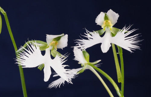 White Egret Orchid, Pecteilis radiata