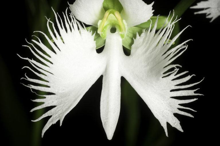 White Egret Orchid l Stunning Variety Our Breathing