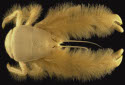 Yeti Crab, Kiwa hirsuta