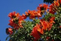 ghost gum flower African Tulip Tree, Spathodea campanulata