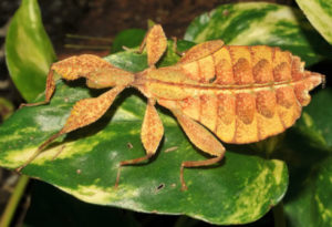 Gray's Leaf Insect, Phyllium bioculatum