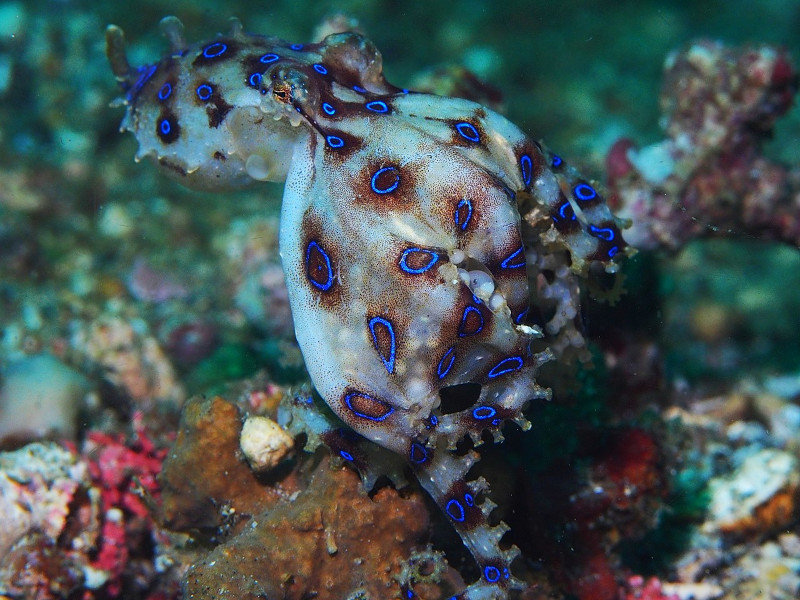 Greater blue-ringed octopus, Hapalochlaena lunulata