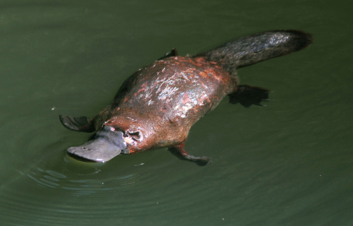 5 Surprising Freshwater Animals