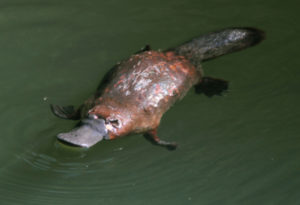 Platypus, Ornithorhynchus anatinus